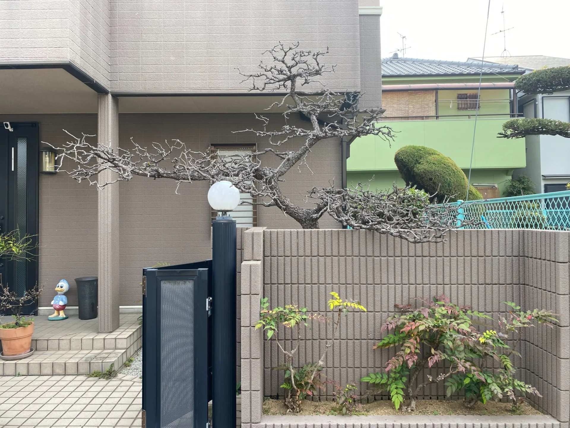 柏原市で枯れてしまった松の植え替え作業