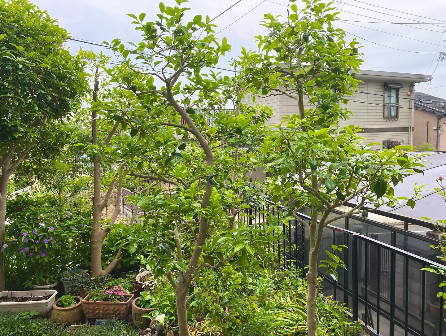 柏原市で剪定作業