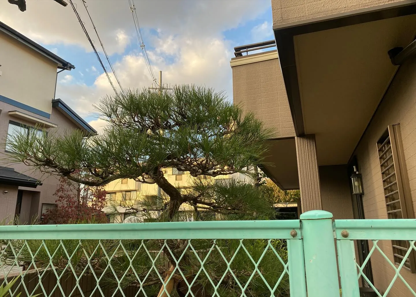 昨日は枯れたマツの植え替えを4月にさせていただいたお宅の初年...