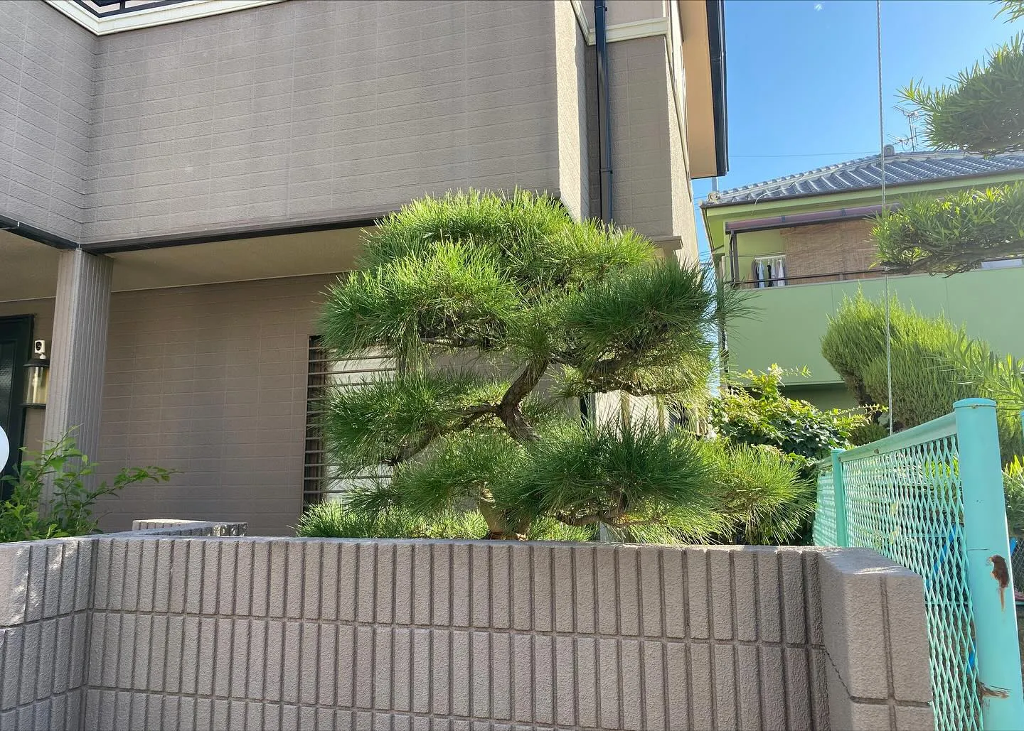 昨日は枯れたマツの植え替えを4月にさせていただいたお宅の初年...