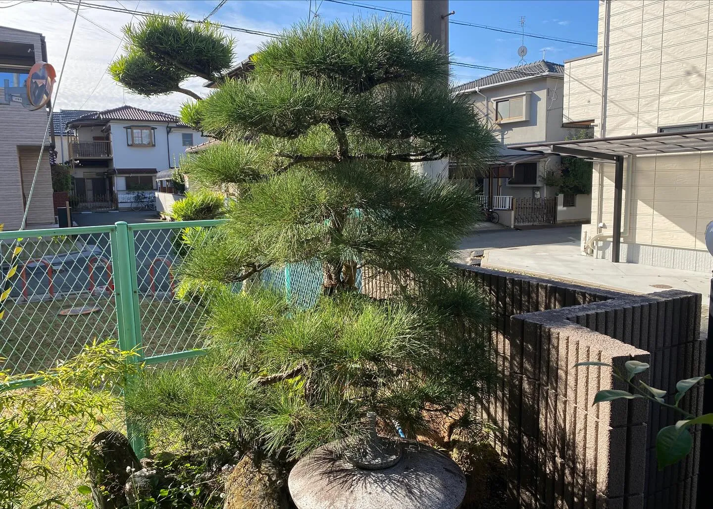 昨日は枯れたマツの植え替えを4月にさせていただいたお宅の初年...