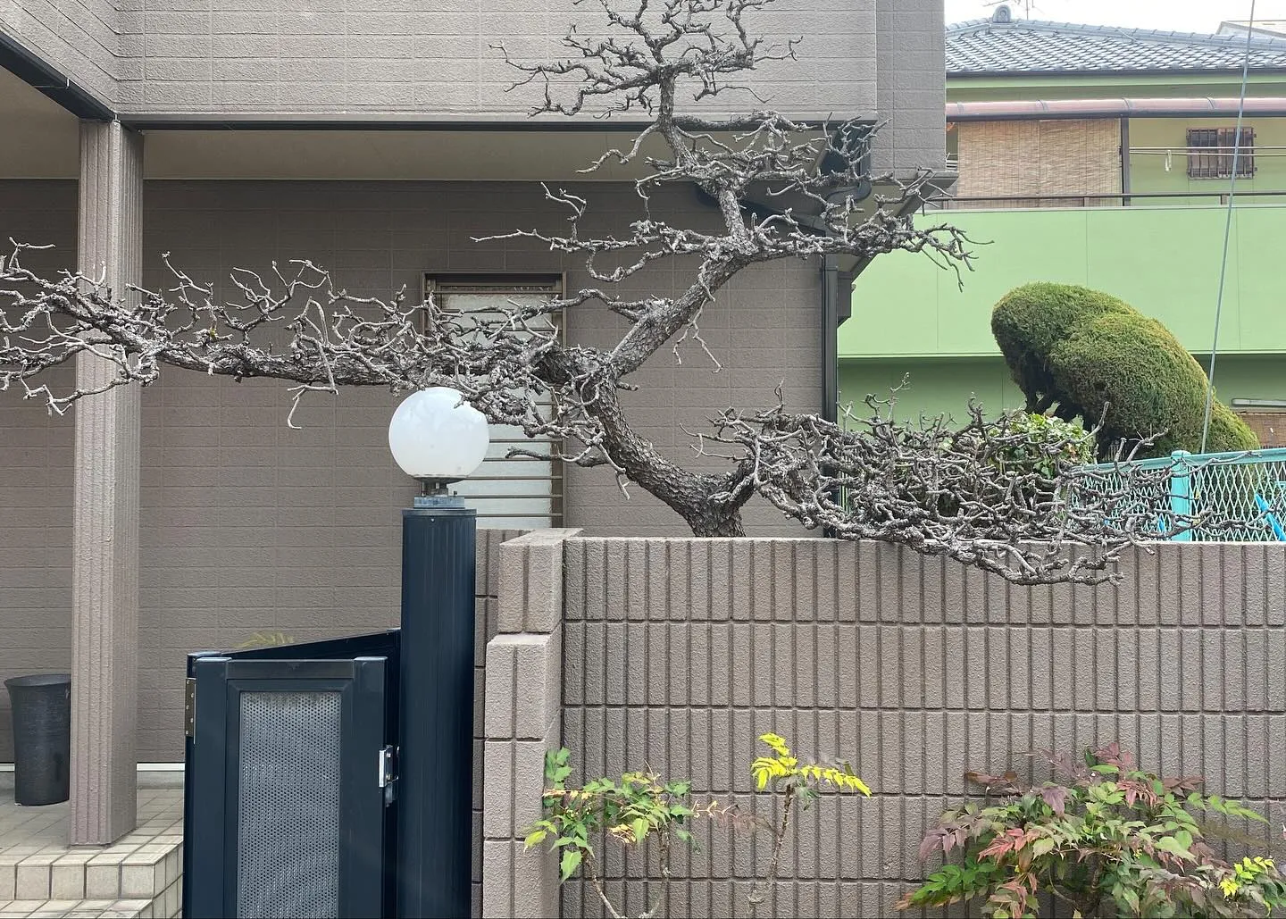 昨日は枯れたマツの植え替えを4月にさせていただいたお宅の初年...