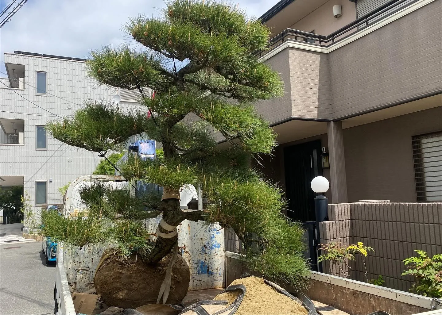 昨日は枯れたマツの植え替えを4月にさせていただいたお宅の初年...