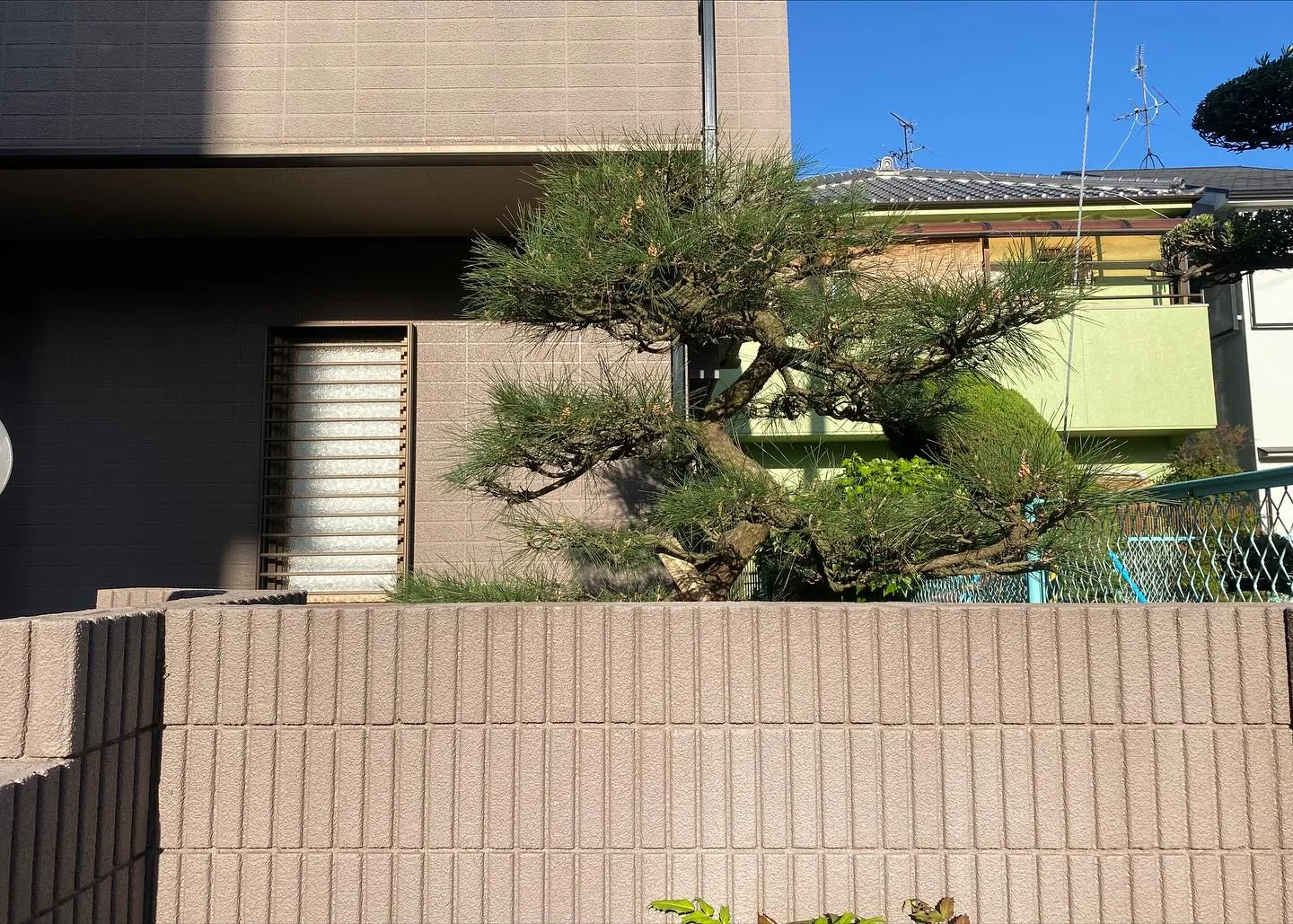 昨日は枯れたマツの植え替えを4月にさせていただいたお宅の初年...