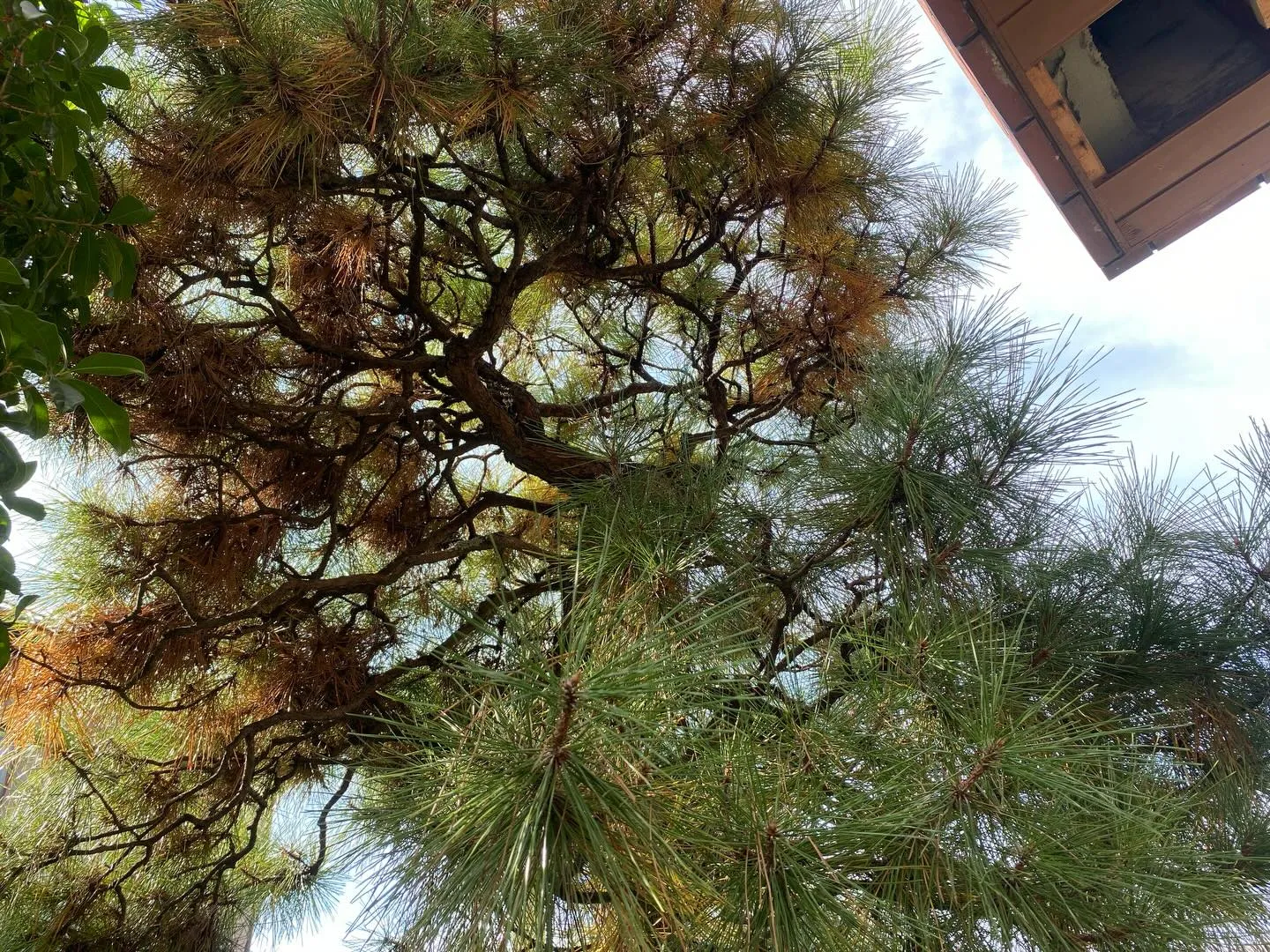 アカマツの剪定✂️