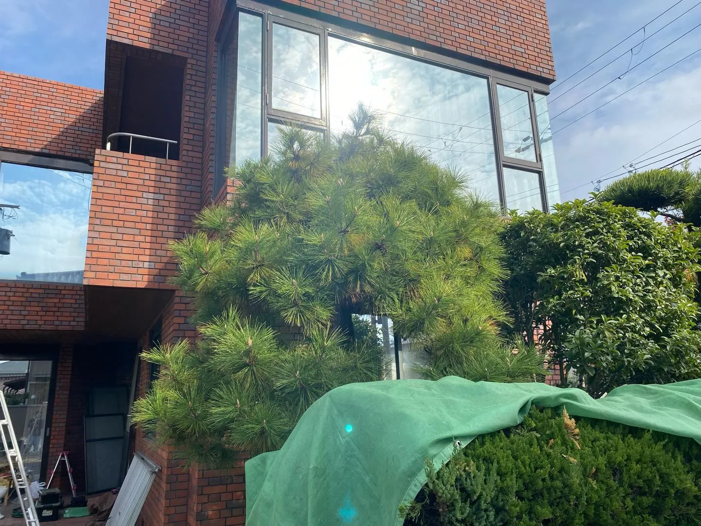 アカマツの剪定✂️