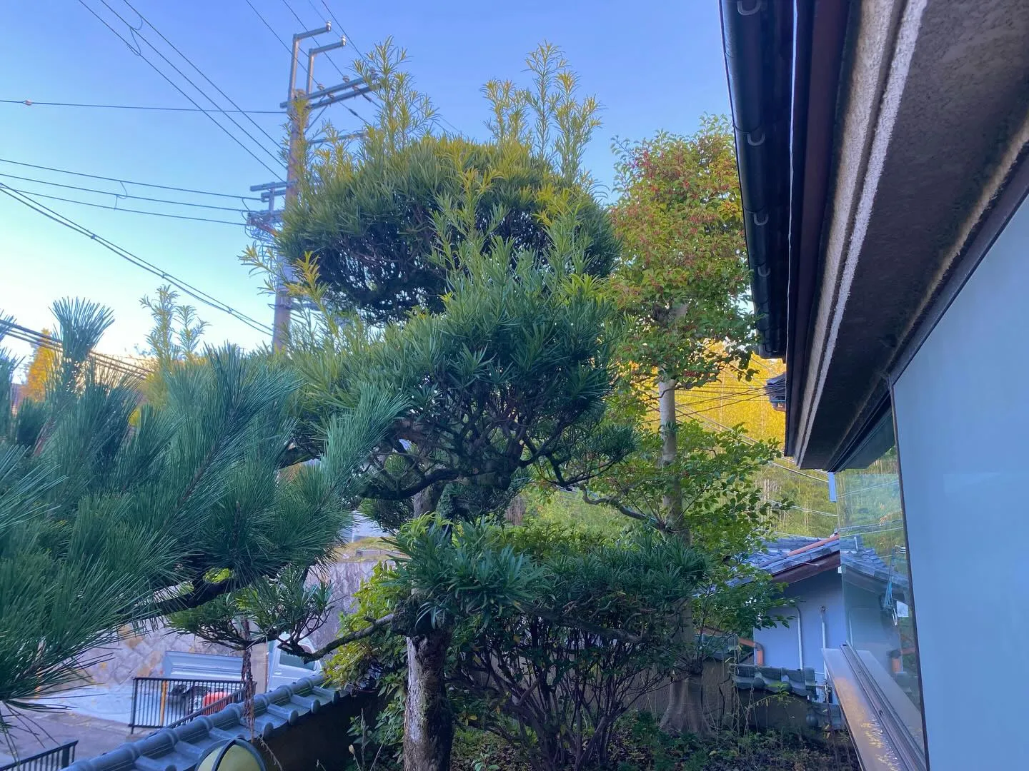 イヌマキ透かし✂️