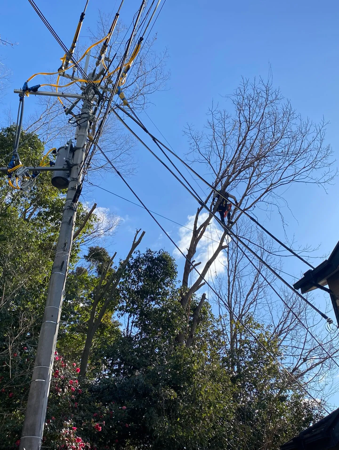 年明けから伐採や高木の切り詰め作業多めで頑張ってます🌳