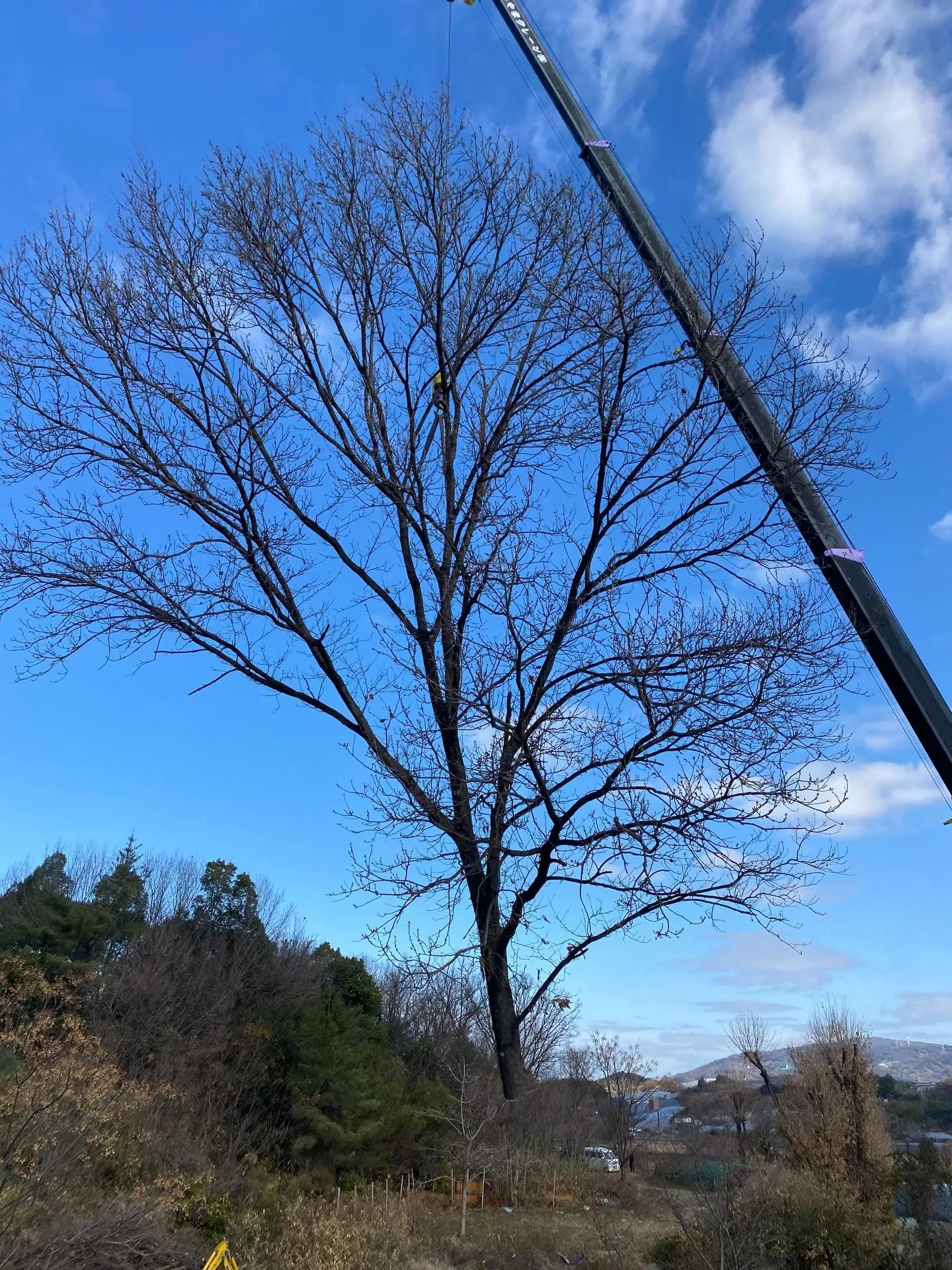 年明けから伐採や高木の切り詰め作業多めで頑張ってます🌳