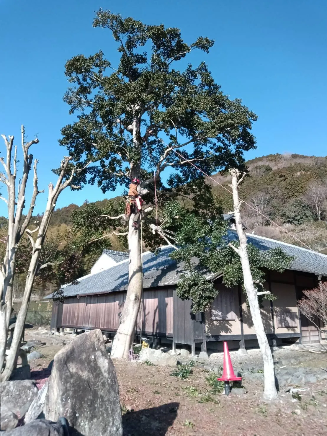 年明けから伐採や高木の切り詰め作業多めで頑張ってます🌳