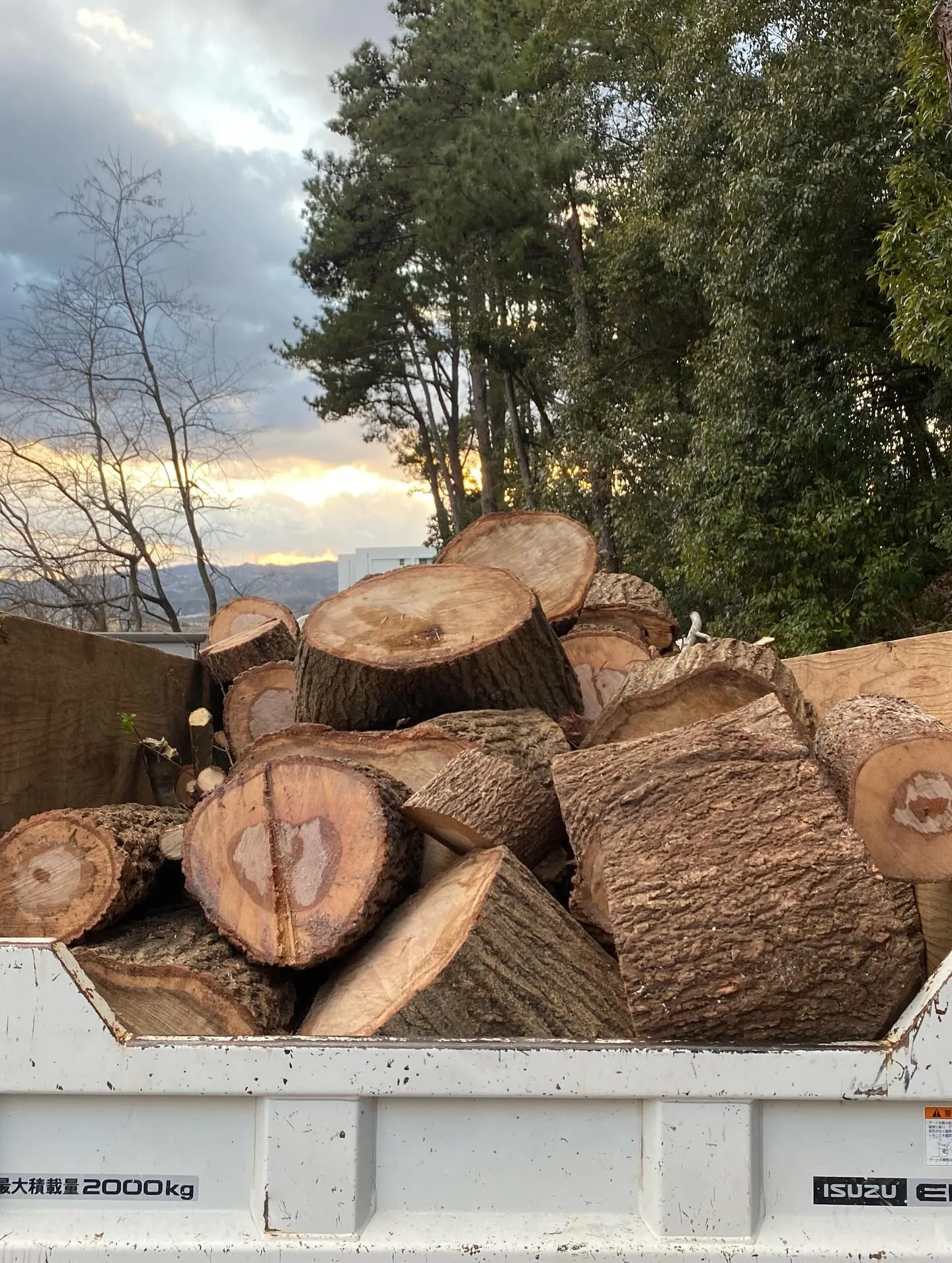 年明けから伐採や高木の切り詰め作業多めで頑張ってます🌳