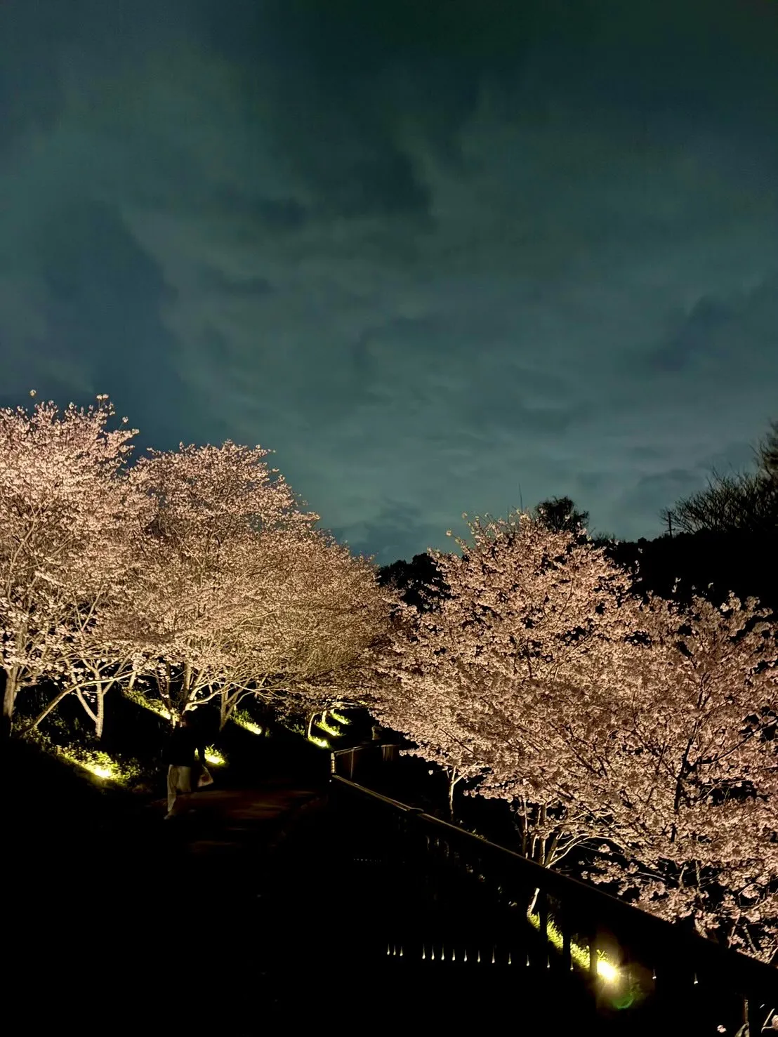 先日、家族で地元の穴場に夜桜を見に🌸