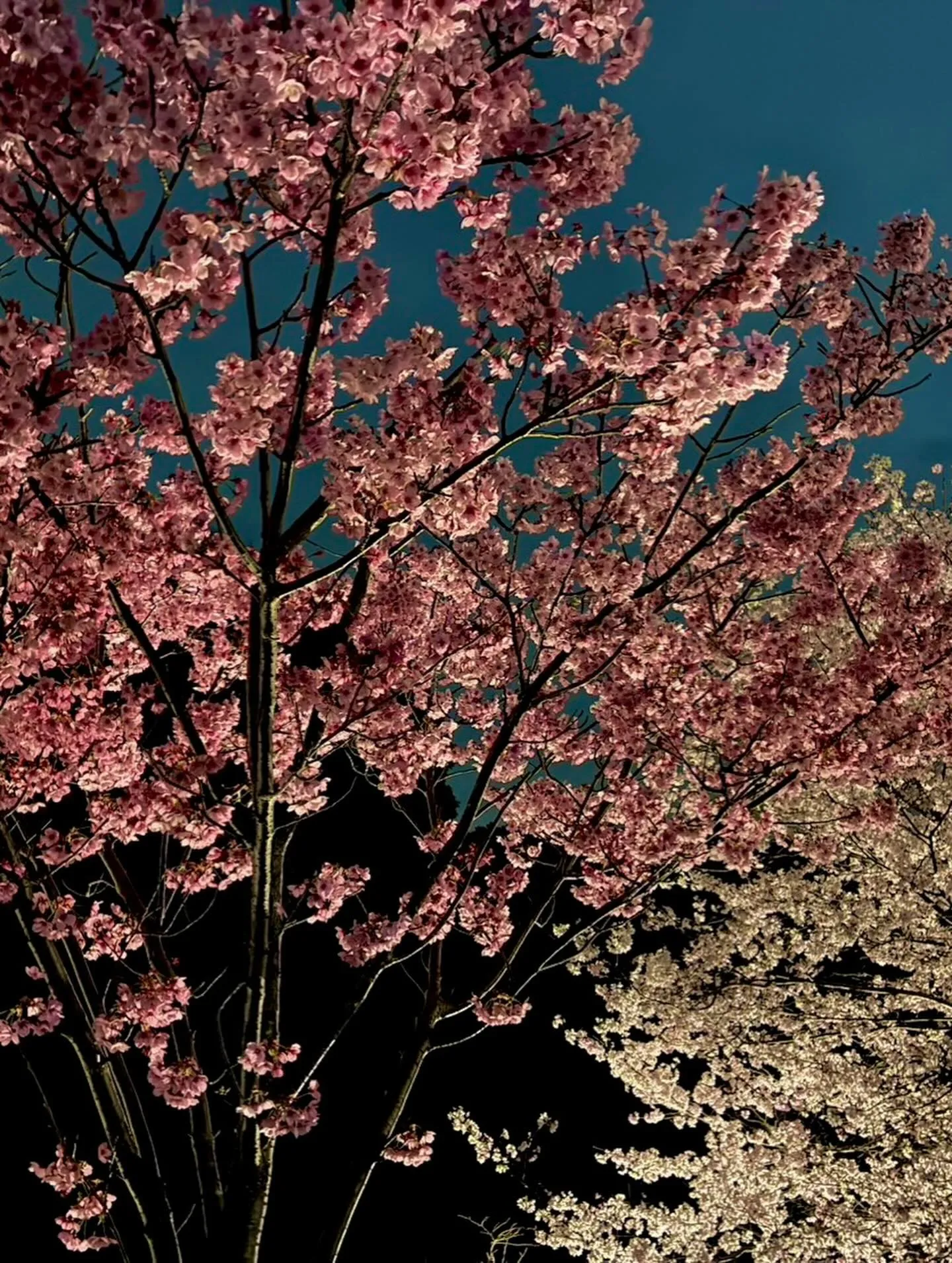 先日、家族で地元の穴場に夜桜を見に🌸