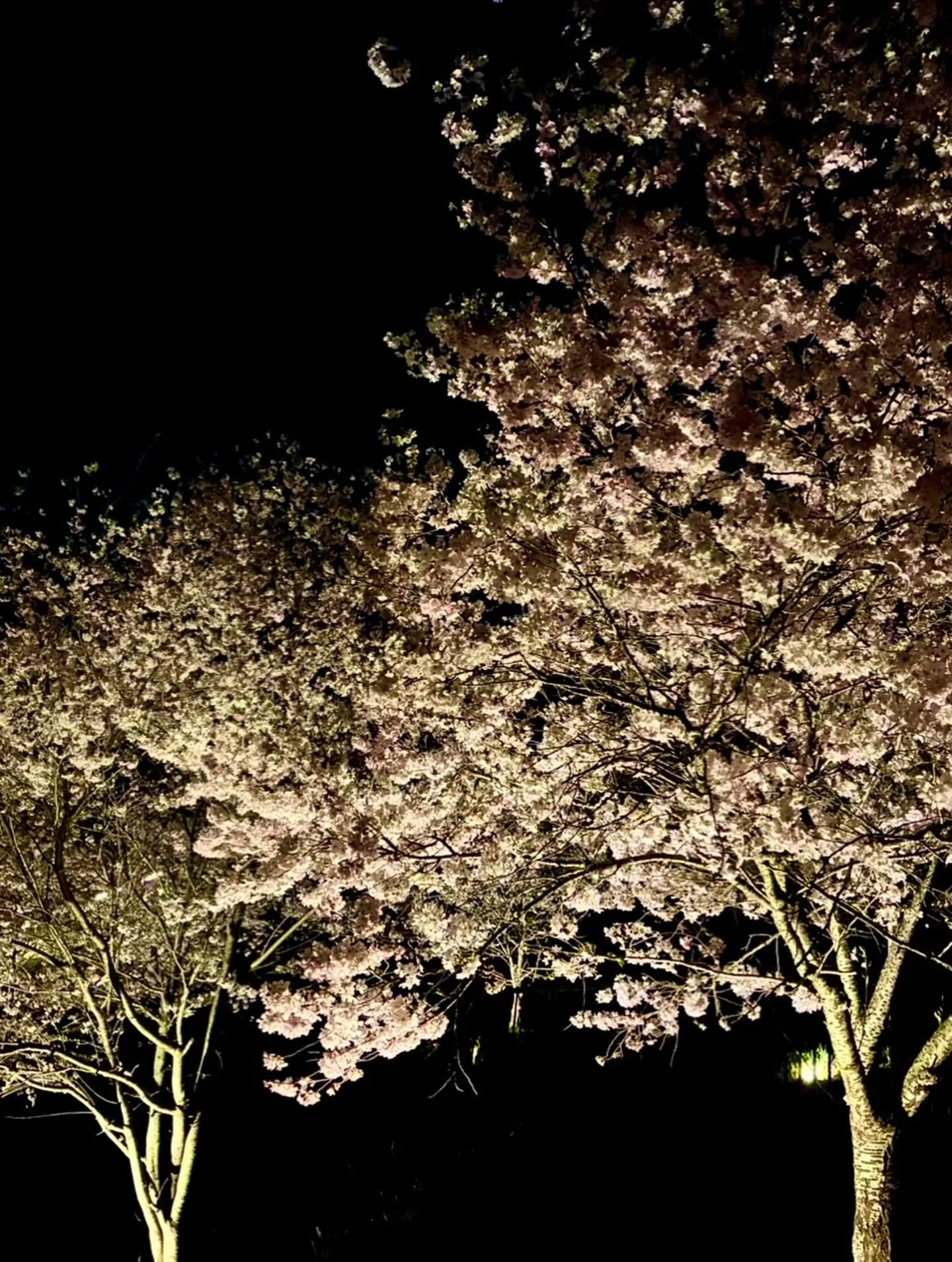 先日、家族で地元の穴場に夜桜を見に🌸