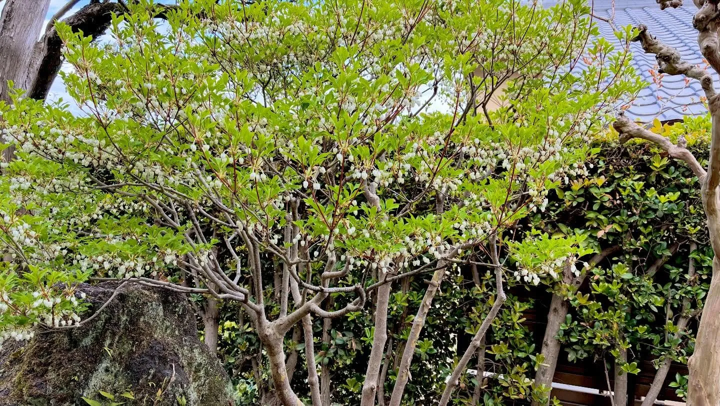 いつもお世話になっているお客様のお庭のドウダンツツジ😊