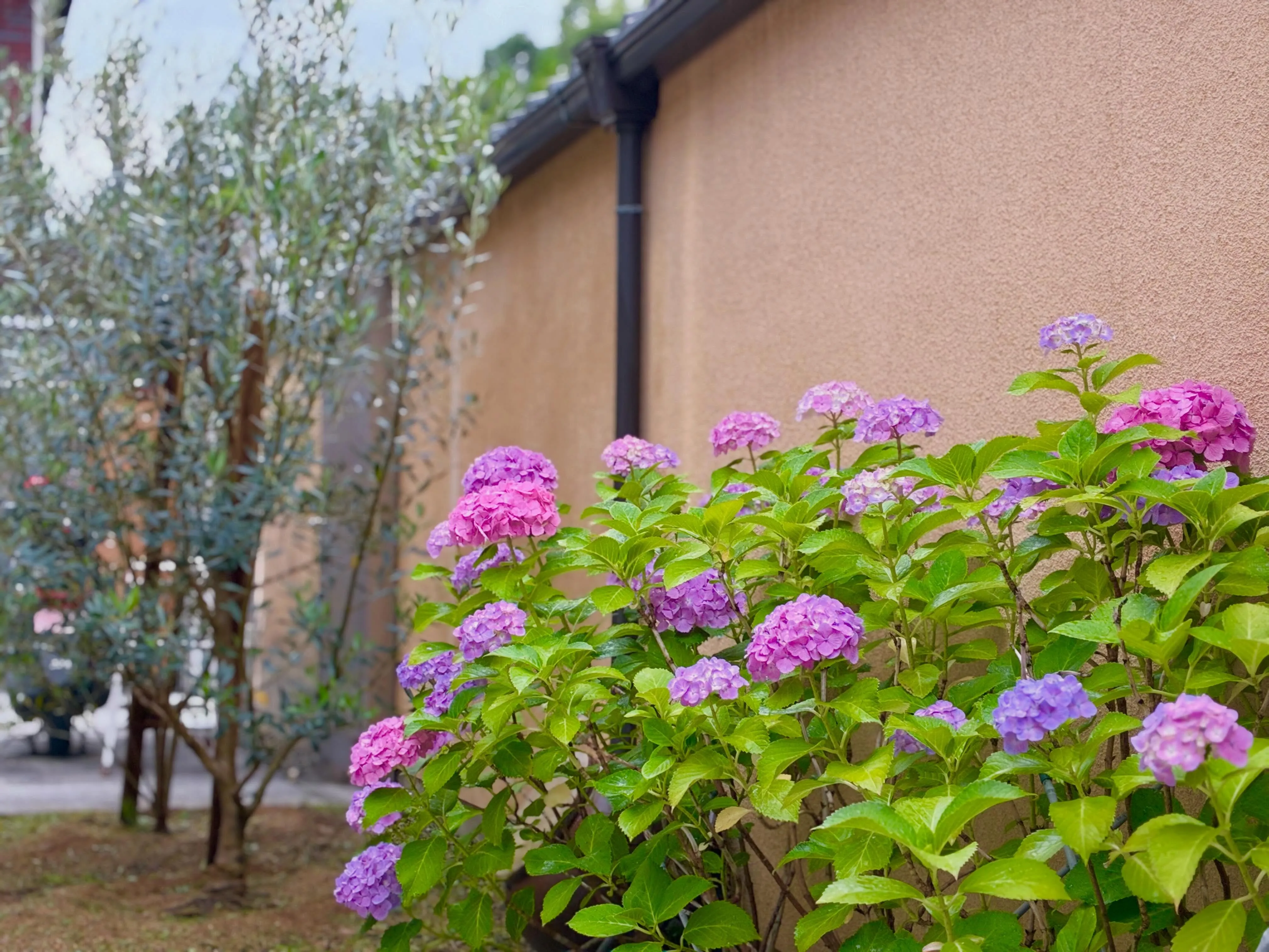 年間管理させていただいているお宅のアジサイが綺麗でした😊