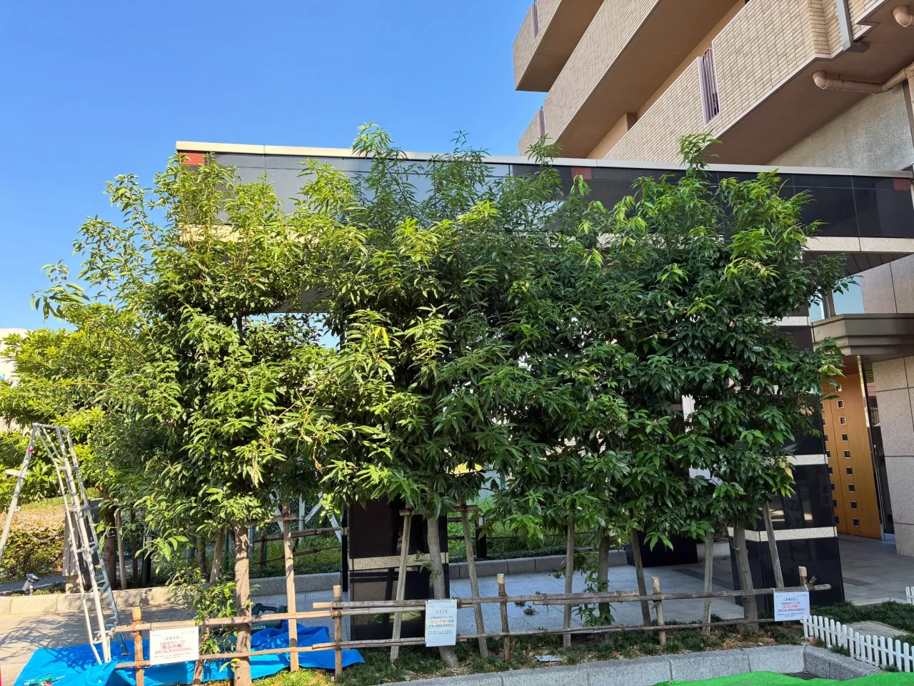 最近はマンションの年間管理を回らせてもらってます✂️🌳