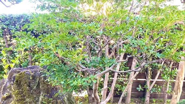 梅雨が明けたと思ったら、毎日暑くてたまりません🥵