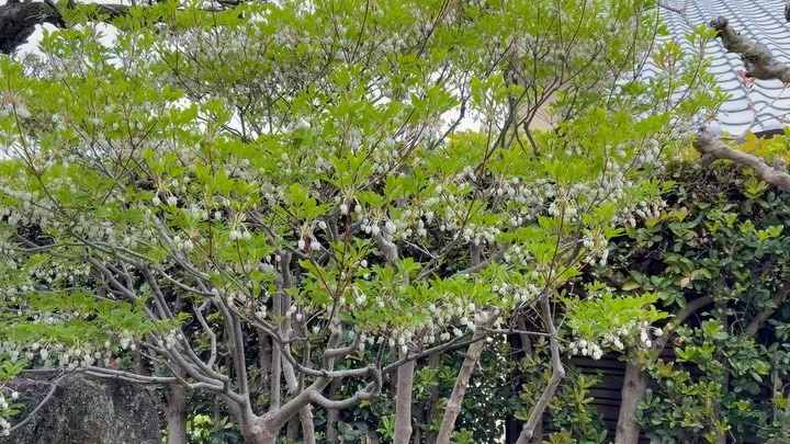 いつもお世話になっているお客様のお庭のドウダンツツジ😊